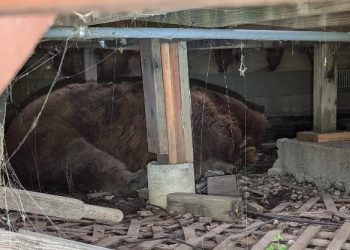 Family Finds a “Giant” Bear Under Their Deck in Colorado